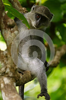 Zanzibar Red Colobus photo