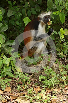 Zanzibar Red Colobus