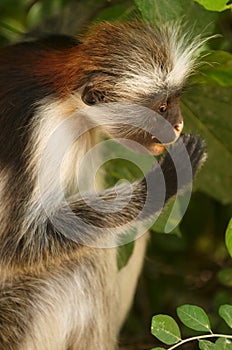 Zanzibar Red Colobus