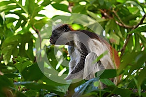 Zanzibar red colobus in Jozani forest. Tanzania, Africa