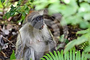 Zanzibar red colobus in Jozani forest. Tanzania, Africa