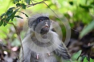 Zanzibar red colobus in Jozani forest. Tanzania, Africa