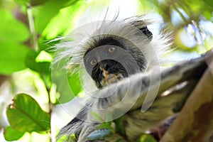 Zanzibar red colobus in Jozani forest. Tanzania, Africa