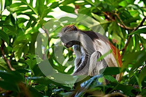 Zanzibar red colobus in Jozani forest. Tanzania, Africa