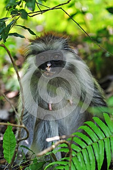 Zanzibar red colobus in Jozani forest. Tanzania, Africa