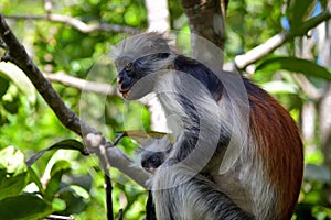 Zanzibar red colobus in Jozani forest. Tanzania, Africa