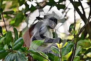 Zanzibar red colobus in Jozani forest. Tanzania, Africa