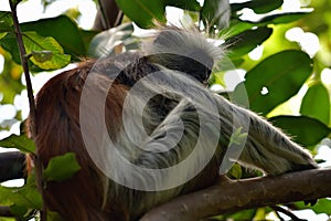 Zanzibar red colobus in Jozani forest. Tanzania, Africa