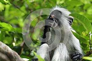 The Zanzibar red colobus monkey