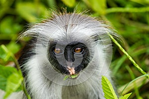 Zanzibar red colobus, Monkey