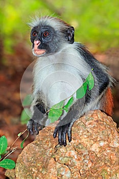 Zanzibar red colobus monkey