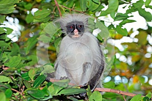 Zanzibar red colobus monkey