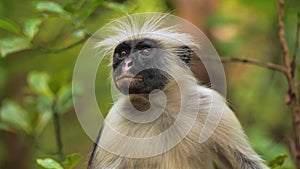 Zanzibar red colobus monkey cautiously staring at camera. Funny scene of primate encountering tourists in african forest