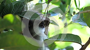 Zanzibar red colobus monkey cautiously staring at camera. Funny scene of primate encountering tourists in african forest