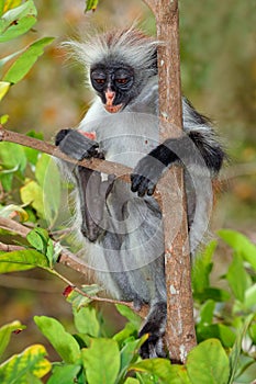 Zanzibar red colobus monkey