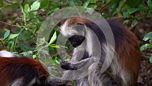 Zanzibar Red Colobus - Piliocolobus kirkii monkey endemic to Unguja, island of Zanzibar, coast of Tanzania, also known as Kirks re