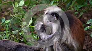 Zanzibar Red Colobus - Piliocolobus kirkii monkey endemic to Unguja, island of Zanzibar, coast of Tanzania, also known as Kirks re