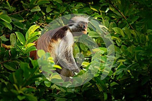 Zanzibar Red Colobus - Piliocolobus kirkii monkey endemic to Unguja, main island of Zanzibar Archipelago, off the coast of