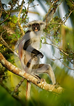 Zanzibar Red Colobus - Piliocolobus kirkii monkey endemic to Unguja, main island of Zanzibar Archipelago, off the coast of