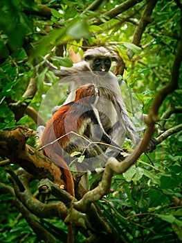 Zanzibar Red Colobus - Piliocolobus kirkii monkey endemic to Unguja, main island of Zanzibar Archipelago, off the coast of