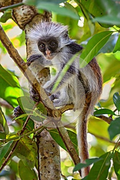 Zanzibar Red Colobus - Piliocolobus kirkii, Tanzania, Zanzibar