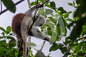 The Zanzibar red colobus Piliocolobus kirkii - Zanzibar, Tanzania - February 2019