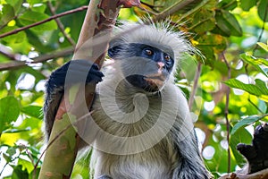 Zanzibar red colobus or Procolobus kirkii