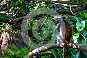 Zanzibar red colobus or Procolobus kirkii