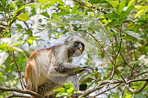 Zanzibar Red colobuses in Jozani Forest on Zanzibar