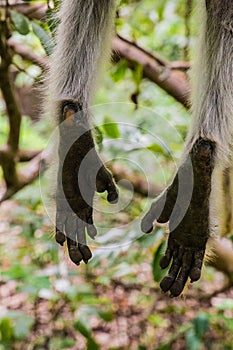 Zanzibar red king colobus closeup