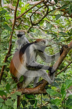 Zanzibar red king colobus closeup