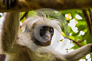 Zanzibar red king colobus closeup