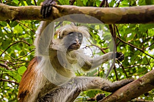 Zanzibar red king colobus closeup