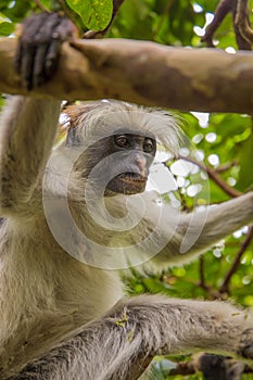 Zanzibar red king colobus closeup