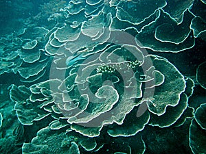 Zanzibar reef close up