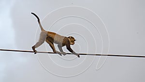 Zanzibar Sykes` monkey Cercopithecus albogularis