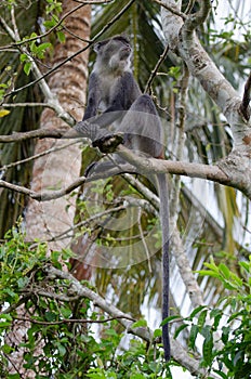 Zanzibar Sykes` monkey Cercopithecus albogularis