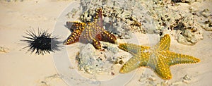 Zanzibar, Tanzania sea urchin and starfish or sea stars are echinoderms