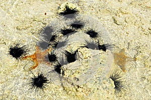 Zanzibar, Tanzania sea urchin and starfish or sea stars are echinoderms