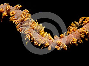 Zanzibar Whip Coral Shrimp