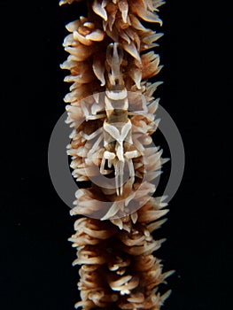 Zanzibar whip coral shrimp and host in Raja Ampat, Wonderful Indonesia