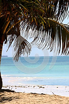Zanzibar White Sandy Beach And Palm Tree