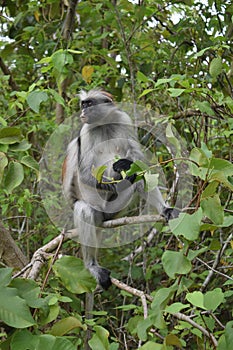 Zanzibarian Red Colobus, endemic monkey