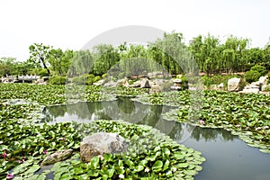 Zaozhuang Tropical Botanical Garden, Shandong Province, China
