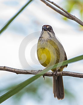 Zapata Sparrow perched on a branch