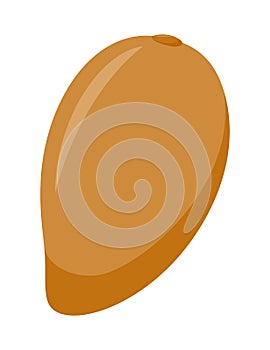 Zapote isolated on white background, flat design