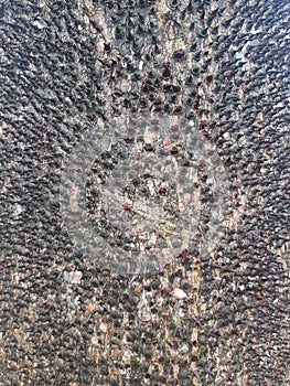 Zaqqum Thorn tree Hell pointed