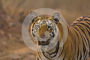 Zara Tiger, Panthera tigris tigris, Tipeshwar Wildlife Sanctuary, Maharashtra