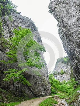 Zarnesti Gorges