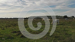 Zasavica nature reserve Serbia cattle grazes on pasture